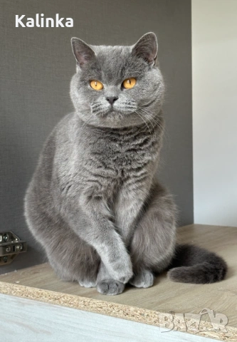 Чистокръвни сини британчета, снимка 18 - Британска късокосместа - 49778535