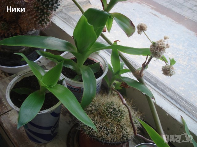 Ароматна кализия (Callisia fragans) , снимка 4 - Градински цветя и растения - 30674525