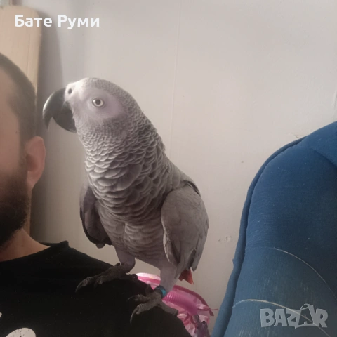 Папагал Жако