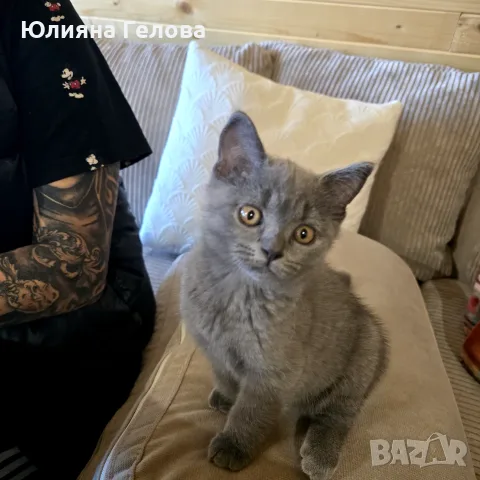 Шотландска клепоуха , снимка 4 - Други животни - 56361902