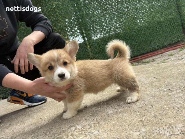 Кралска порода Уелско Корги Пембрук, снимка 4 - Други - 50062470