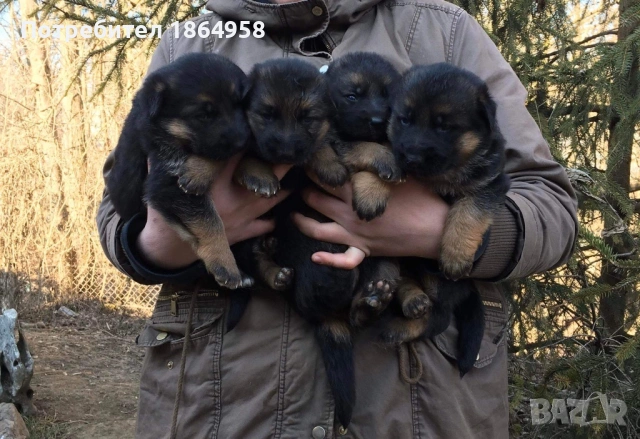 Женски Немски Овчарки ДОСТАВКА, снимка 4 - Немска овчарка - 53074193