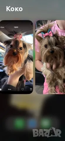 йорки/йоркита /Оферта , снимка 6 - Йоркширски териер - 48297389