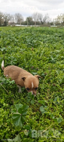 Чихуахуа,женско ,обезпаразитено вътрешно и външно , снимка 7 - Чихуахуа - 54149304