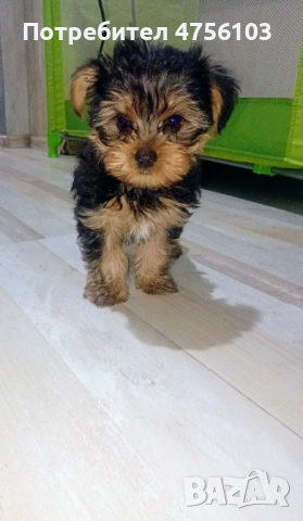 Продавам Йоркширско териерче, снимка 2 - Йоркширски териер - 53904914