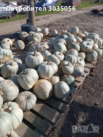 Продавам тикви, снимка 2 - Домашни продукти - 52455835