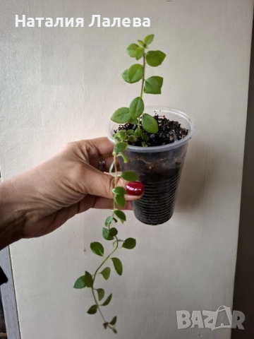 Колумнея, columnea microphylla, снимка 1