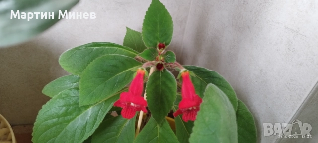 Kohleria amabilis, снимка 2 - Стайни растения - 51996694