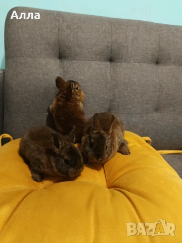 Декоративно зайчета рекс, снимка 3 - Декоративни зайчета - 53223749