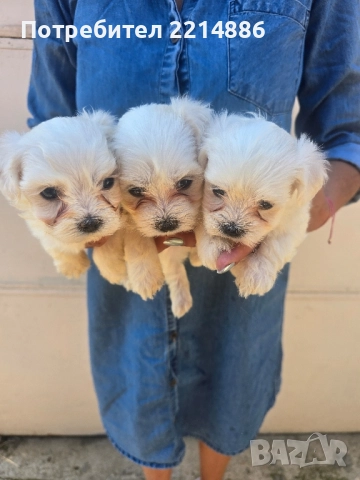 Малтийска болонка , снимка 14 - Болонка - 36473959