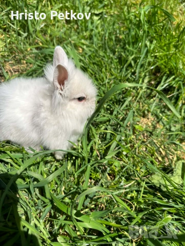 Просавам Декоративни Зайчета , снимка 10 - Други - 54243966