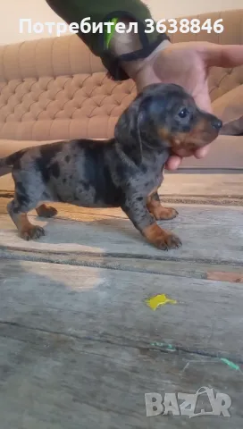 Дакел,мини дакели, снимка 11 - Дакели - 49667778