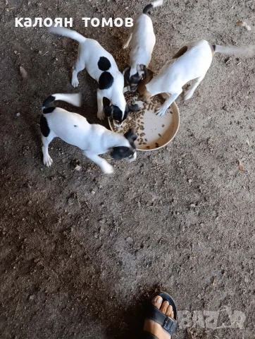 куче 🐕 Джак Ръсел , снимка 10 - Джак ръсел териер - 55622524