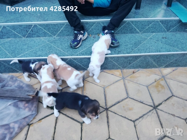 Куче порода Бигъл, Чистокръвни бигълчета , снимка 8 - Бигъл - 52429439