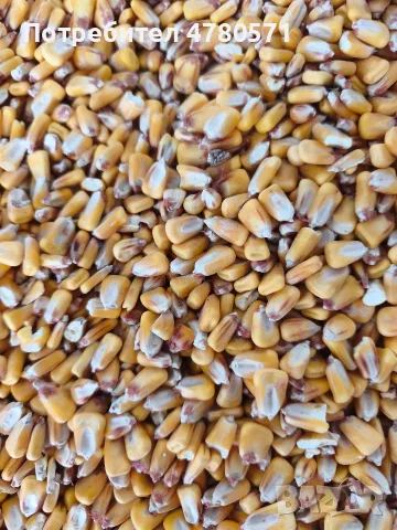 царевица за фураж 🌽, снимка 2 - За селскостопански - 56189491