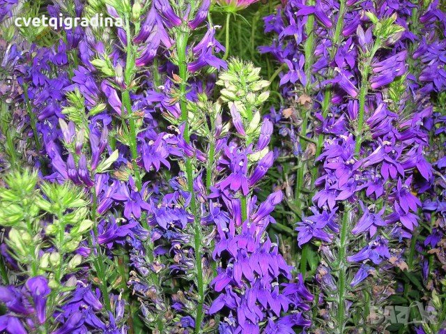 Lobelia speciosa Fan Blue 
