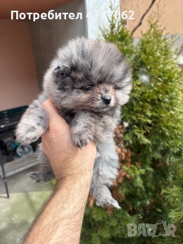 Померан момче, снимка 3 - Померан - 53923761