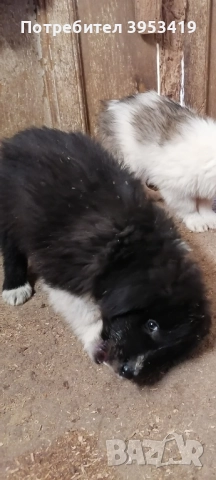 каракачански кученца със доказан произход, снимка 2 - Каракачанска овчарка - 52579680