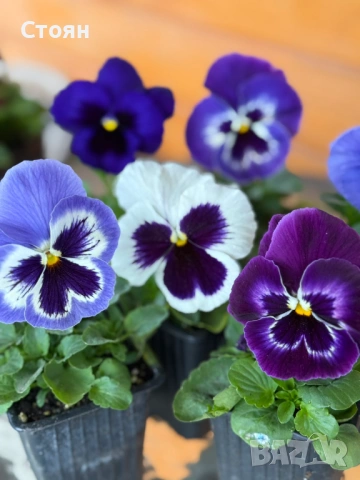 Зимоустойчиви теменужки, снимка 2 - Градински цветя и растения - 53010078