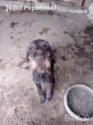 Куче дратхар срешно, снимка 14 - Дратхаар - 53128897