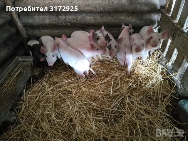 Малки прасенца на 52 дена, снимка 5 - Прасета - 56526543
