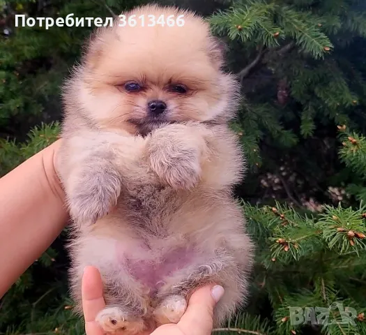 Миниатюрни мини померан , снимка 1