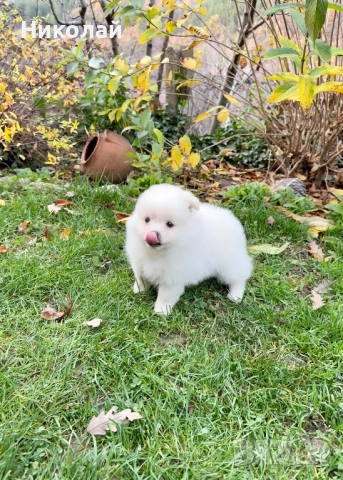 Померан момиче със втора ваксина. Померанче