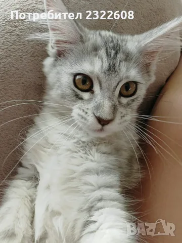 Женско коте Мейн куун, снимка 5 - Мейн кун - 55817329