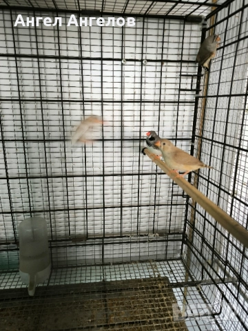 зеброви амадини , снимка 15 - Амадини - 52357881