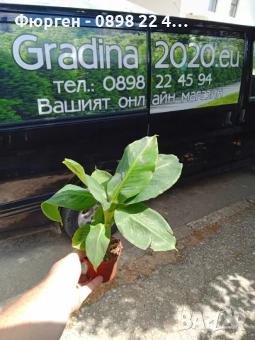 Банан, снимка 4 - Разсади - 49692239