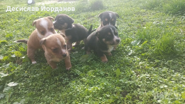 Джак Ръсел Териер, снимка 7 - Джак ръсел териер - 52733963