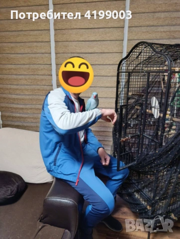 Продавам папагал вид Малък Александър + клетката, снимка 3 - Папагали - 53242442
