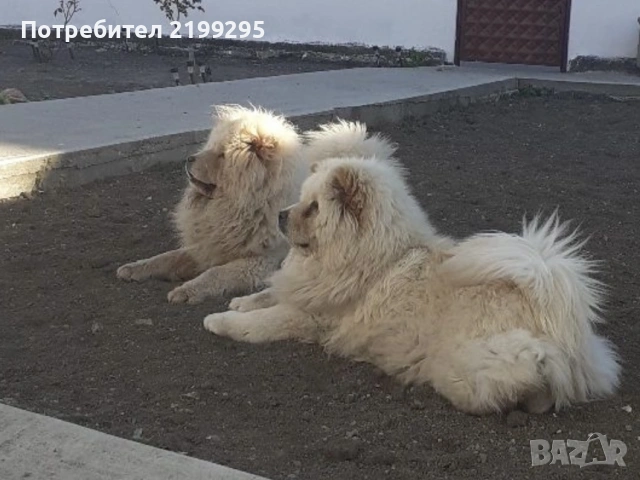 Мъжко и женско  чау чау 