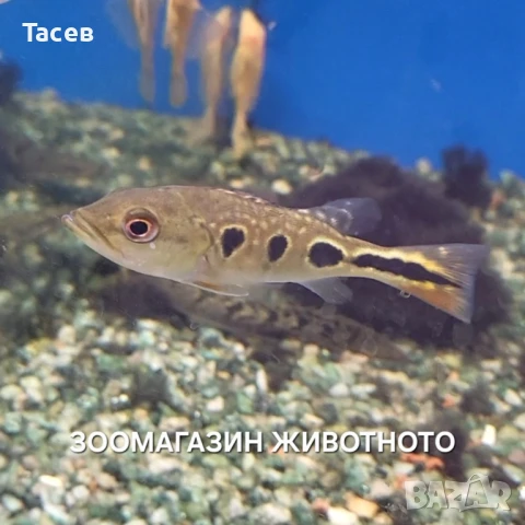 Цихла брокопондо 10см, снимка 1