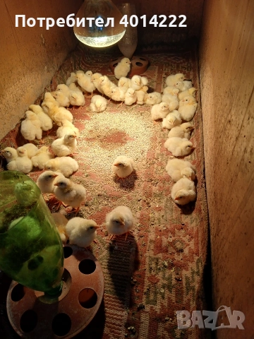 Пиленца Бял плимутрок 