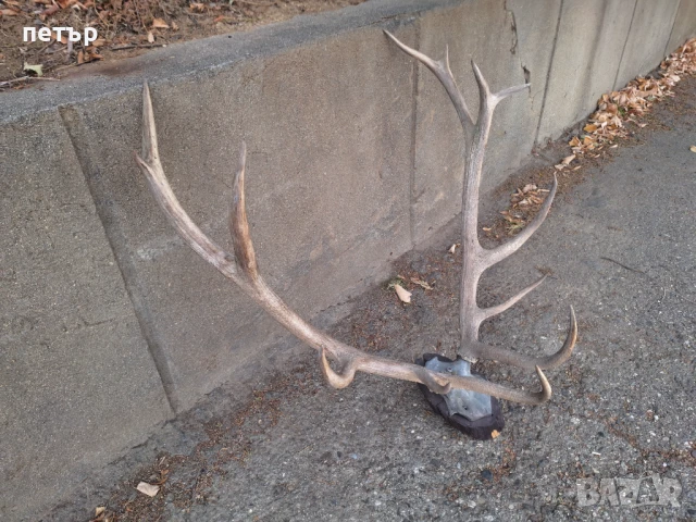 Рога от елен, снимка 8 - Декорация за дома - 51394390