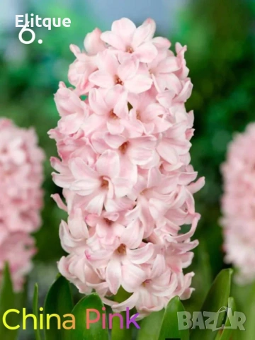 зюмбюл , снимка 8 - Градински цветя и растения - 53265198