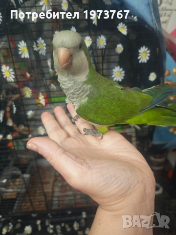 папагал монах на година и половина 