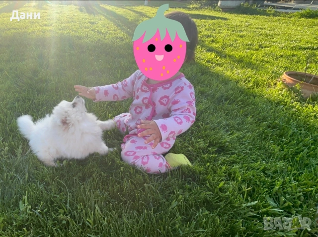 Мини шпиц - момиченце, снимка 5 - Шпиц - 54113414