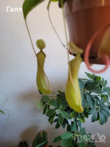 Насекомоядно Растение - Nepenthes , снимка 8 - Стайни растения - 47837725