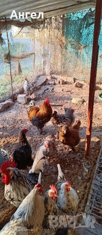 Петлета и Кокошки , снимка 4 - Кокошки и пуйки - 52360079