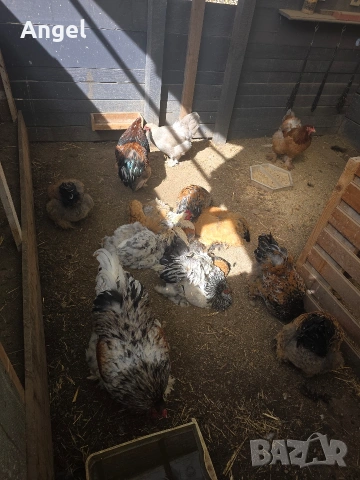 Петли брама 