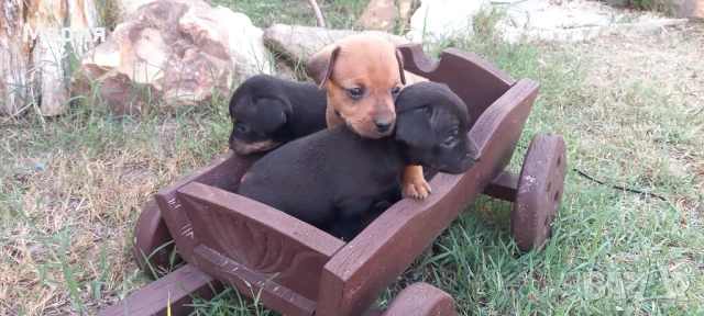 Пинчери, снимка 1