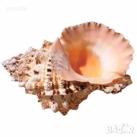 Раковина Natural Tsutfa Rubeta, Естествена, Натурален цвят, 15-17 см, снимка 1