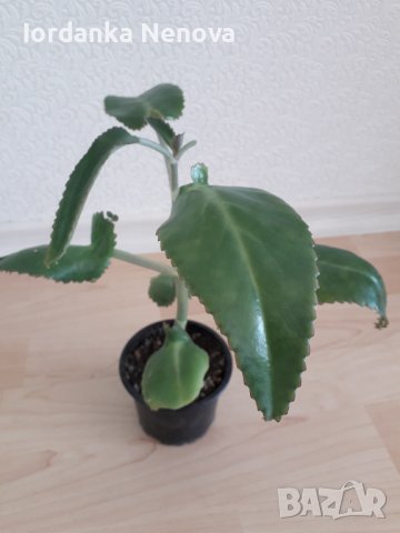 Каланхое лечебно