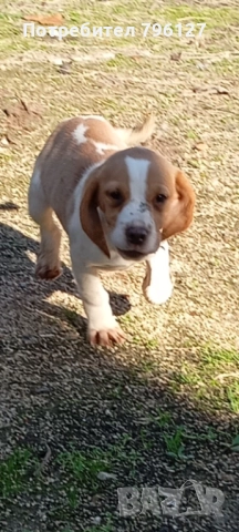 Женско кученце Бигъл , снимка 2 - Бигъл - 52510192