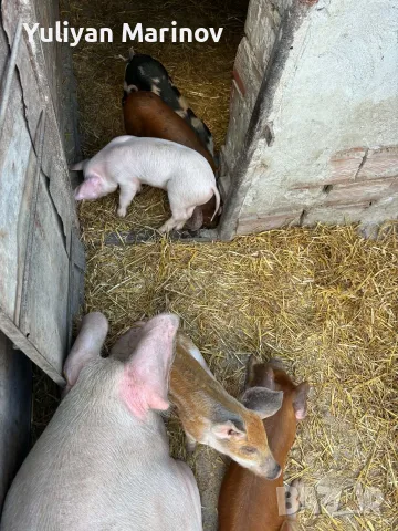 🐷 Продаваме 5 броя малки прасенца, снимка 3 - Прасета - 56074599