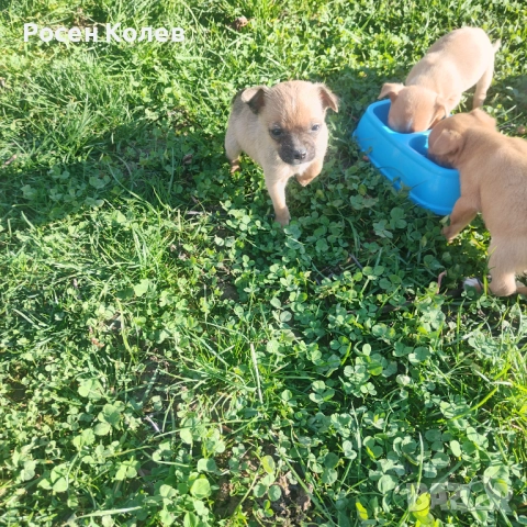 Малки Пинчерчета , снимка 6 - Пинчер - 52789126