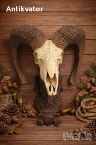 Трофей от муфлон