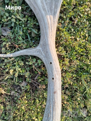 Стари рогa от елен лопатар,лос и карибу.Трофей., снимка 8 - Други - 53922366